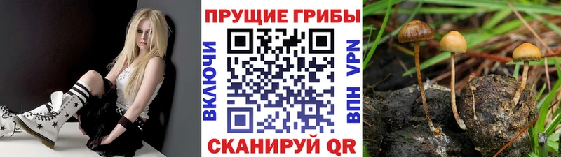 Псилоцибиновые грибы Cubensis shop формула Белёв